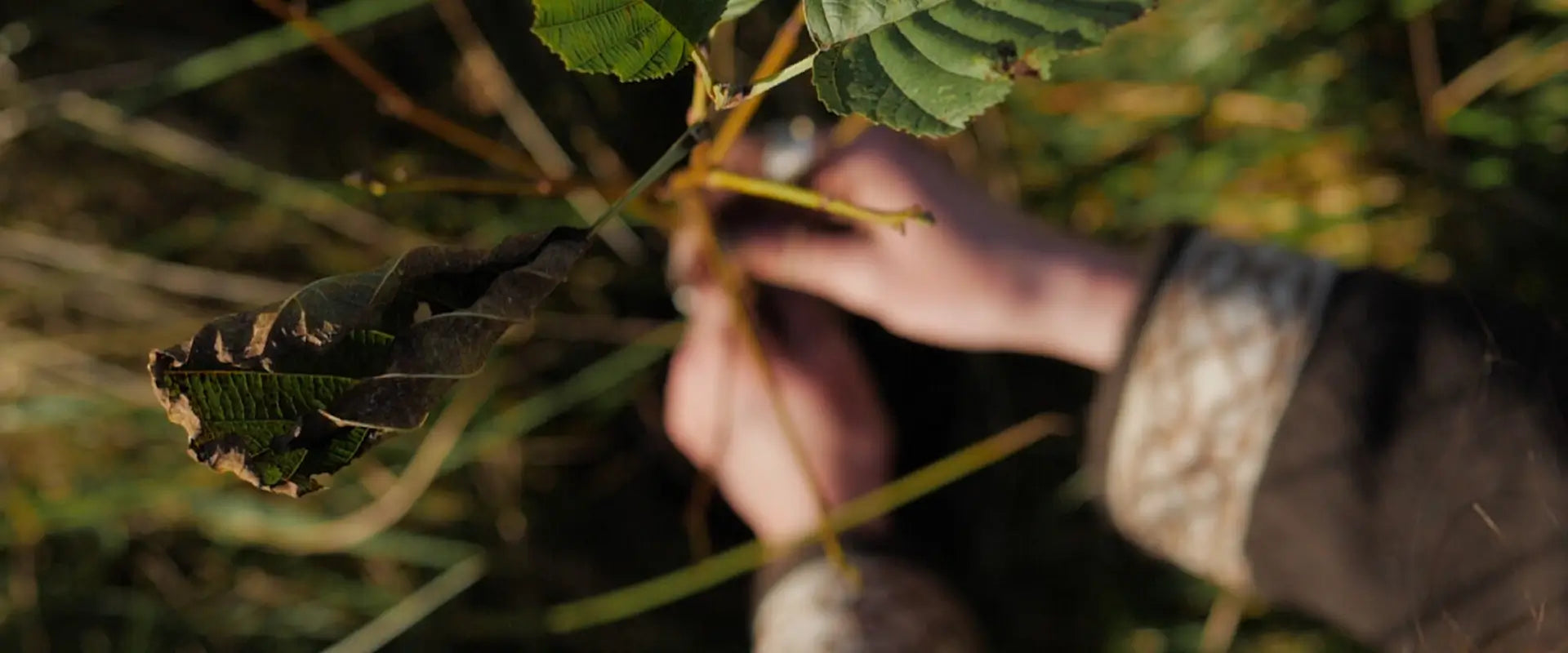 Celtic Fusion Design supports rewilding and tree planting in Ireland, nature inspired ethical clothing rooted in the West of Ireland. Sustainable fashion brands in Ireland